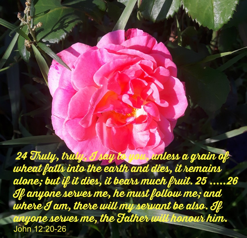 John 12:20-26
