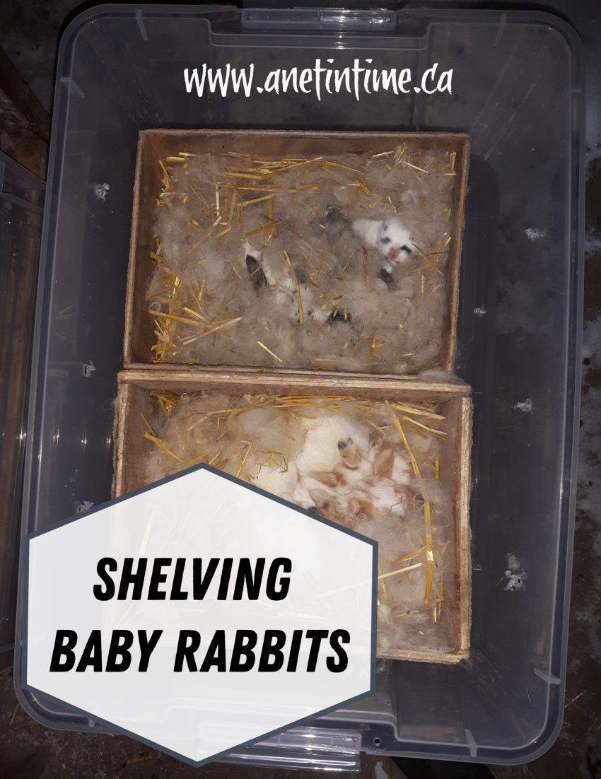 Shelving Baby Rabbits - A Net in Time - Rabbit Shelving Units