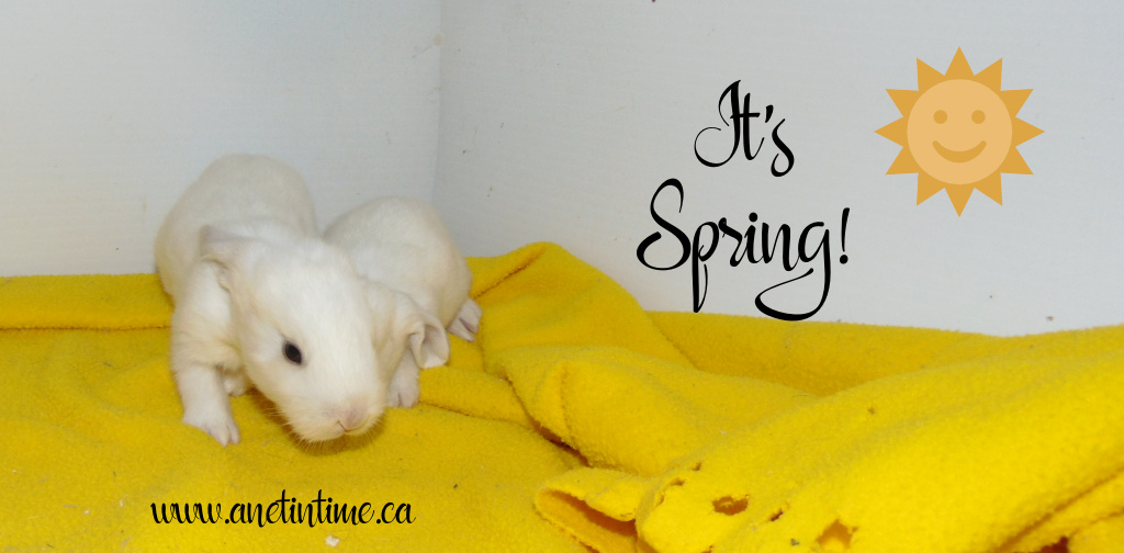 it's spring