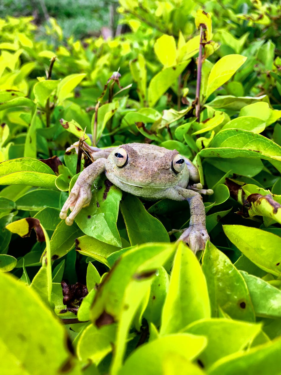 nature summer garden animal