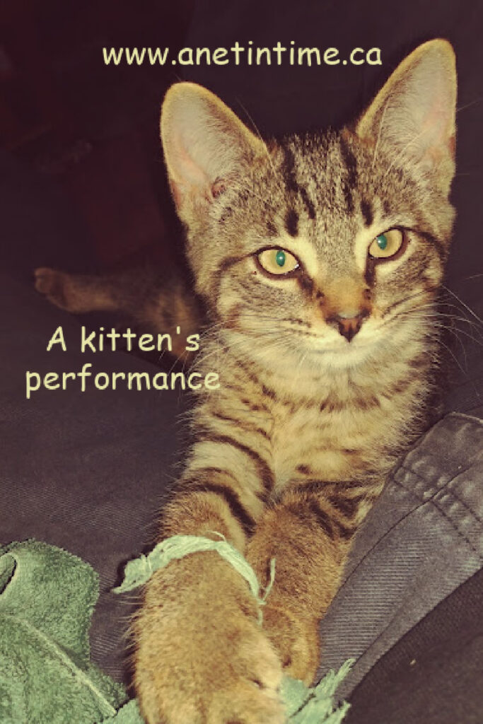 a kitten's performance