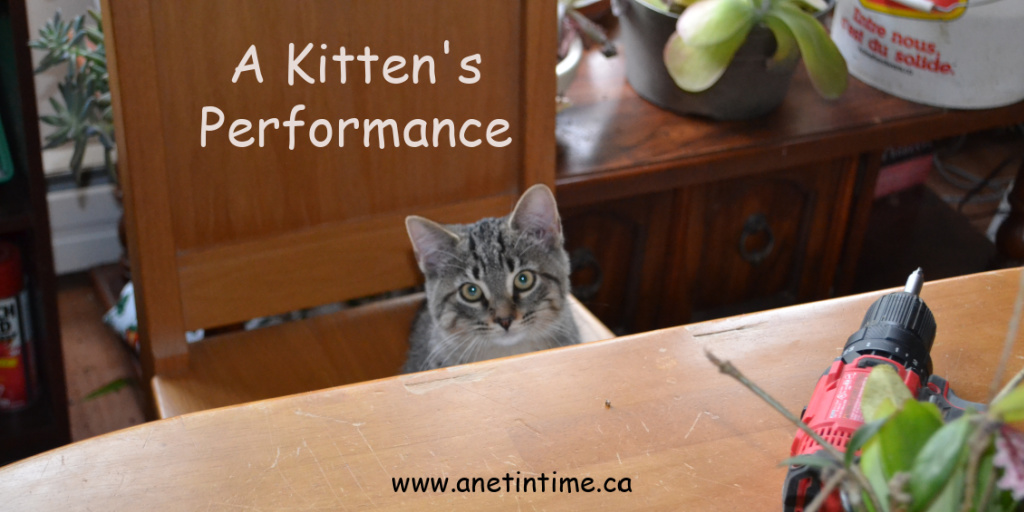 a kitten's performance