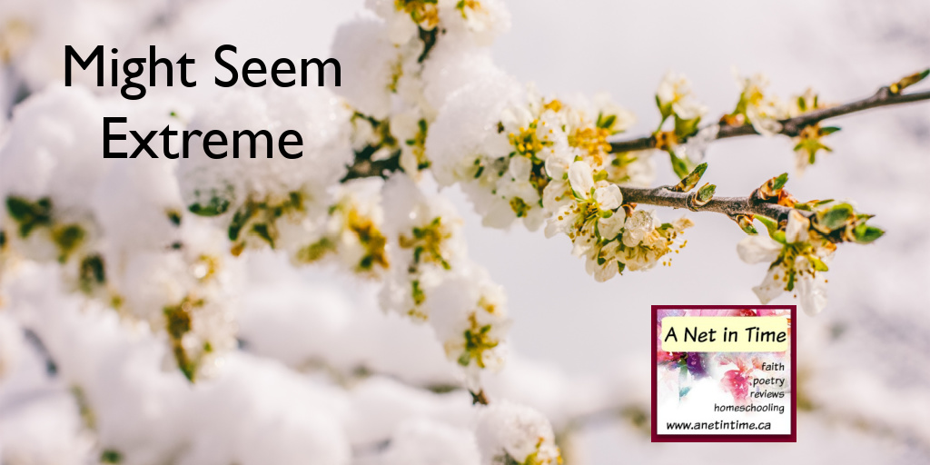 text: might seem extreme   Image: snow on blossoms