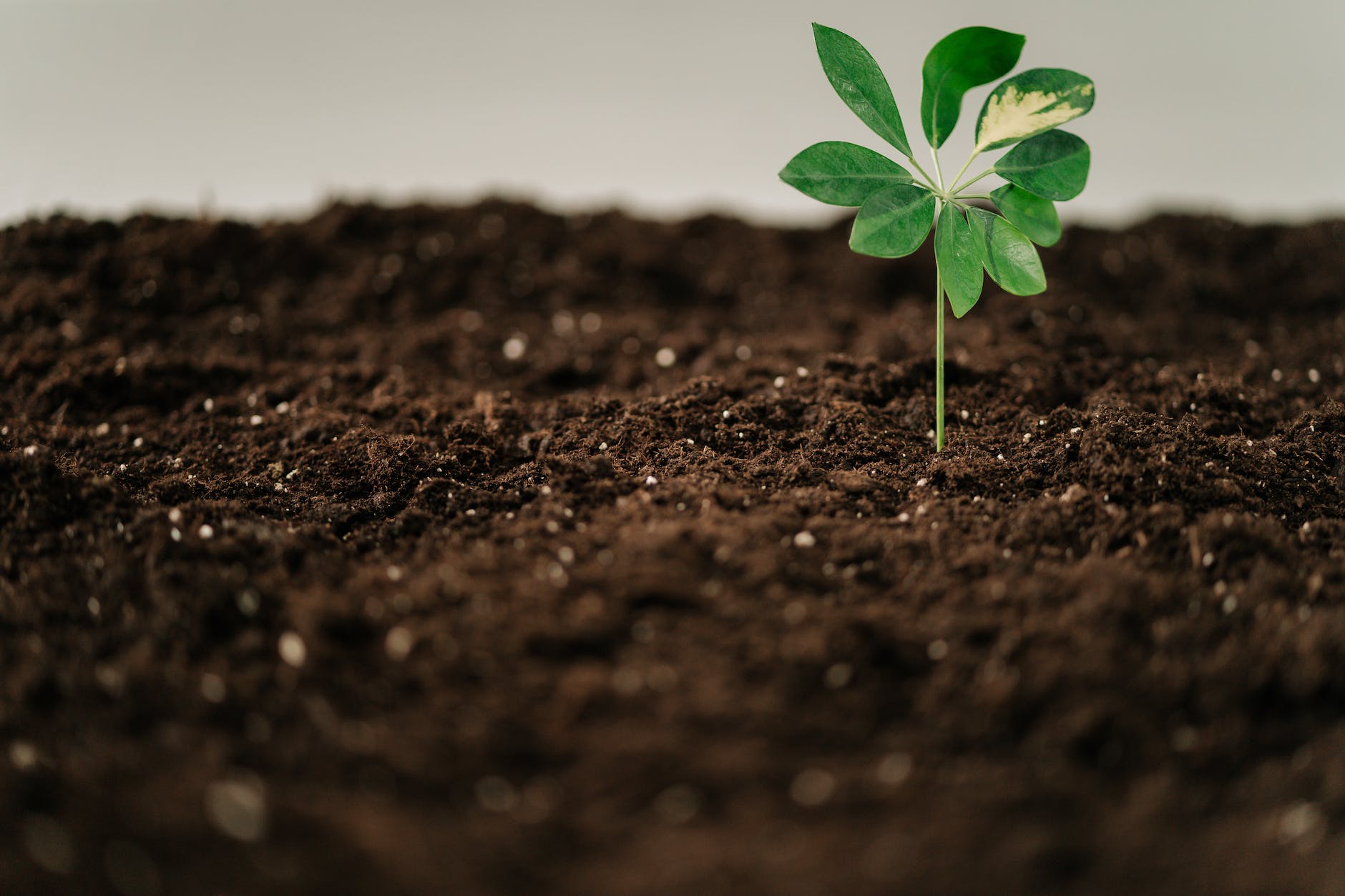 a green plant on a brown soil