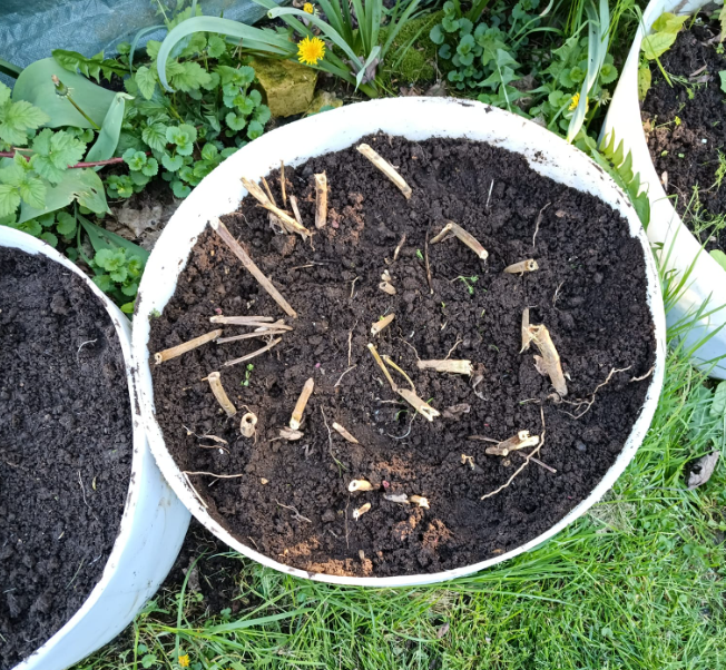 bulbs planted in raised bed