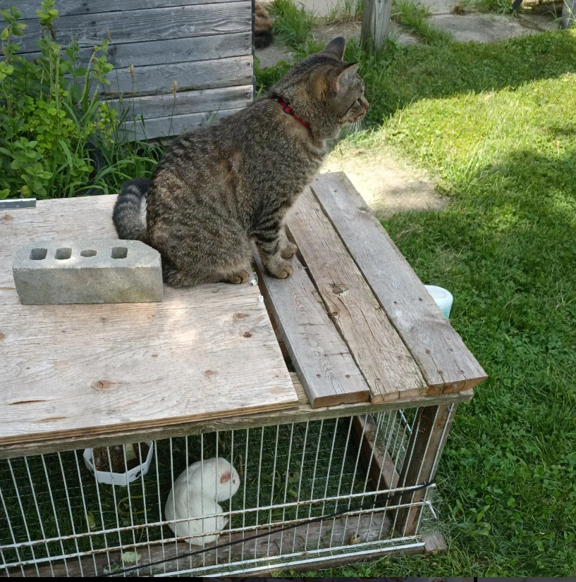 cat sitting on homemade guinea pig cage