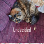 text undecided, picture of cat on chair