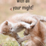 text: fight fight with all your might Image of kittens fighting
