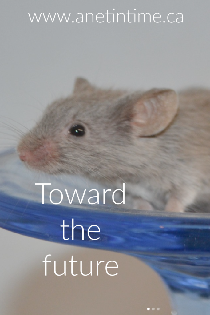 grey mouse pictured with text
toward the future