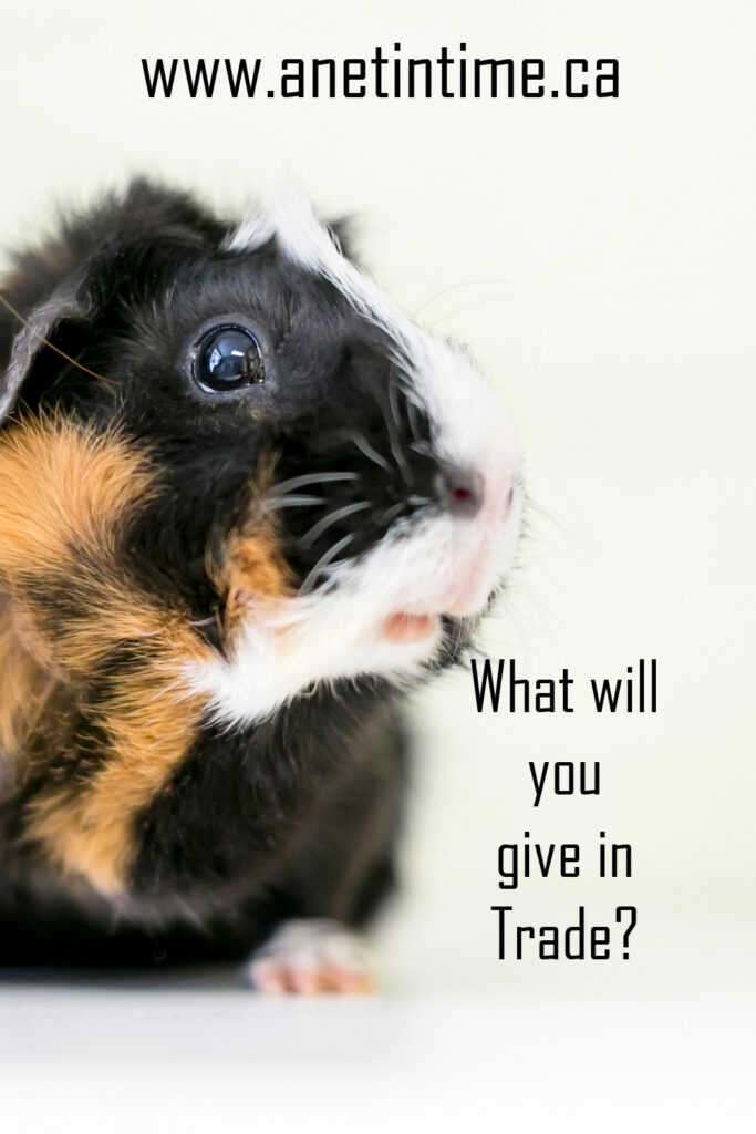 What would you give in trade text with picture of guinea pig