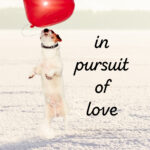 dog jumping for a heart shaped balloon. text in pursuit of love