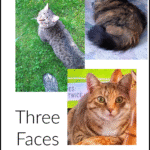 Three Faces