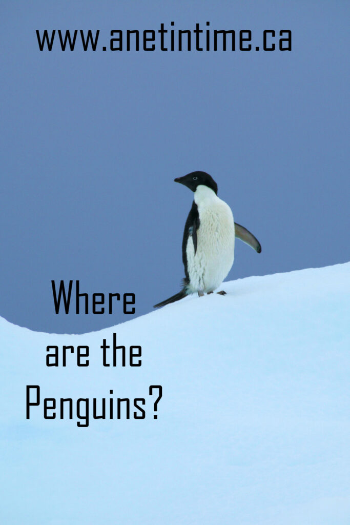 text: where are the penguins. Image: penguin on a background of snow and blue sky