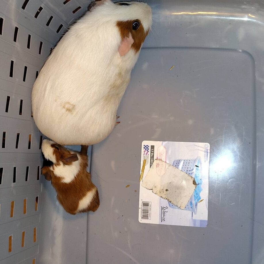 guinea mom with baby