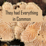 They Had Everything in Common text they had everything in common Image of underside of mushroom