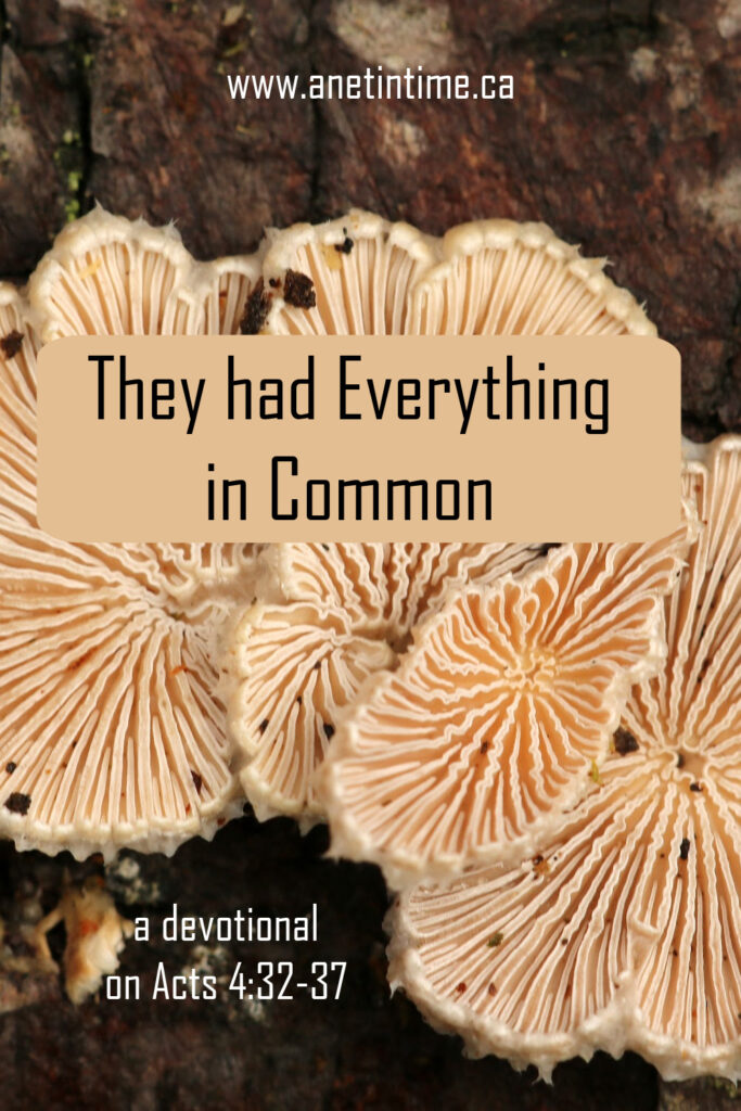 text they had everything in common Image of underside of mushroom