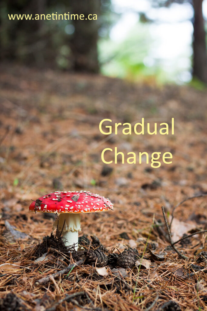 text gradual change   image of a red mushroom growing  in forest