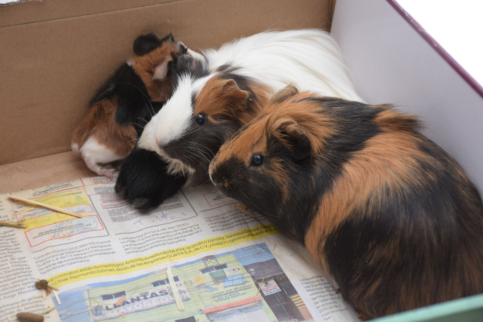 guinea pigs in a cardboard box