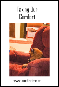 text is taking our comfort, image of tortie cat sitting in chair