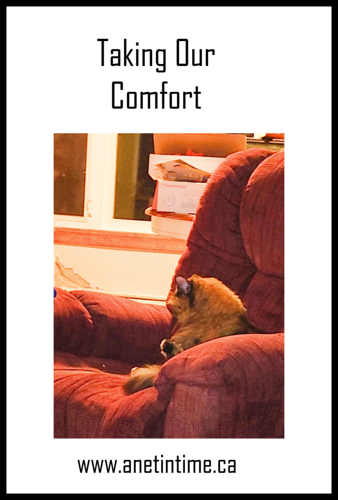 text is taking our comfort, image of tortie cat sitting in chair